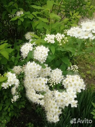 Спирея дубравколистная