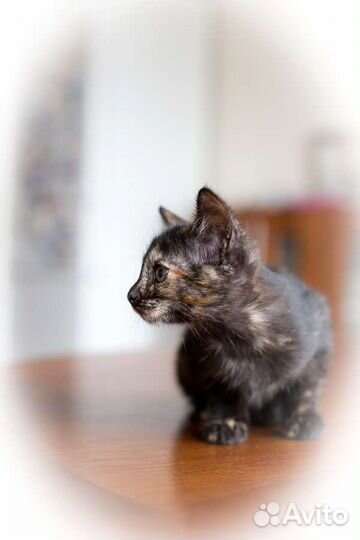 Кошка,котенок,2 месяца