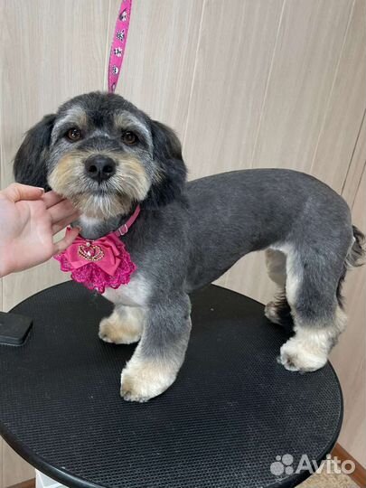 Собака ищет дом