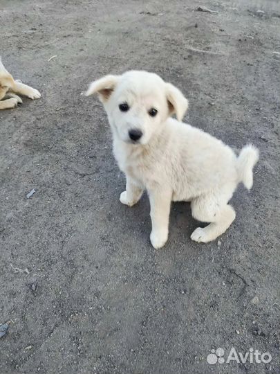 Щенки в добрые руки