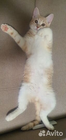 Кошка