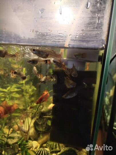 Аквариумные рыбки гуппи