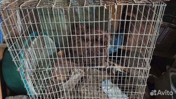 Большая клетка для перевозки курочек и т.д
