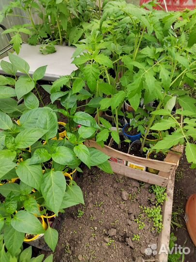 Рассада и кустарники