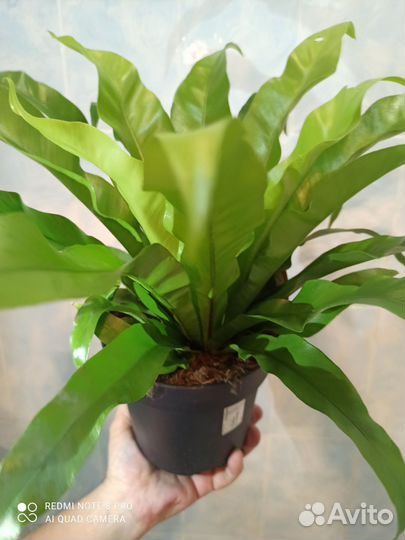 Папоротник асплениум