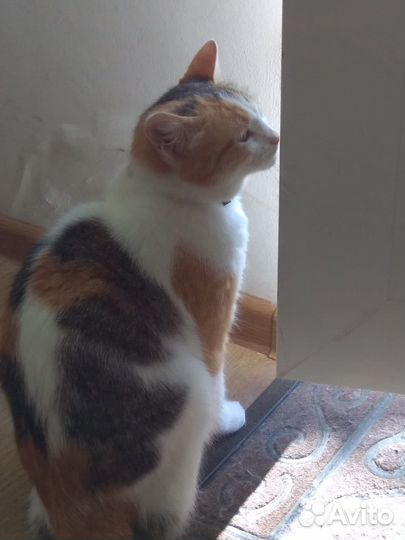 Кошечка в добрые руки бесплатно