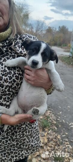 Щеночки 2 месяца
