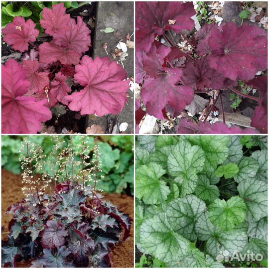 Домашние цветы