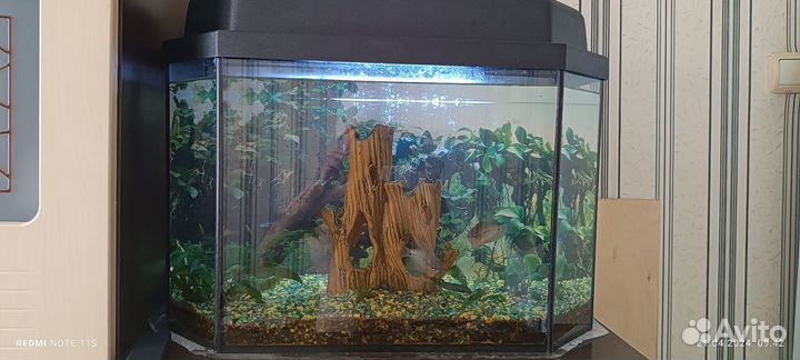 Аквариум с рыбками