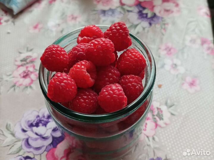 Продаю саженцы красной малины, крыжовника