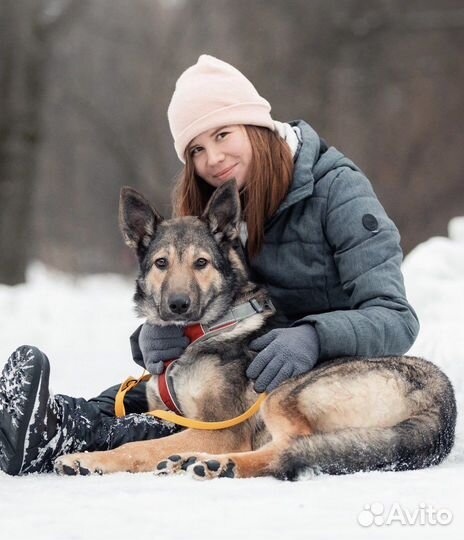 Собака бесплатно в добрые руки