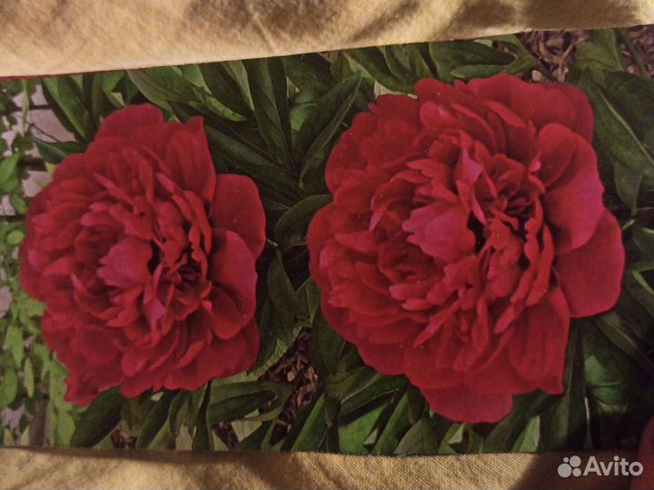 Пионы разные и даже с цветком