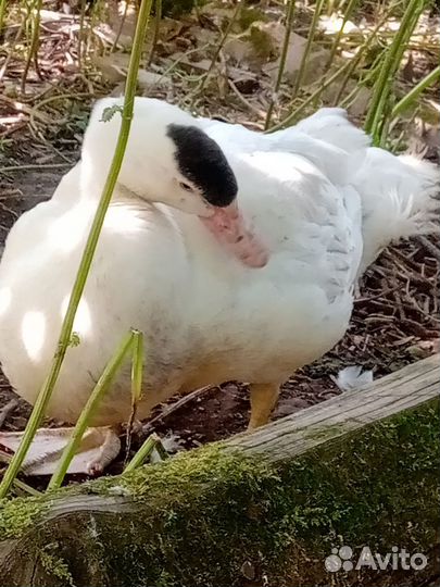 Мускусные утки индоутки индоутята