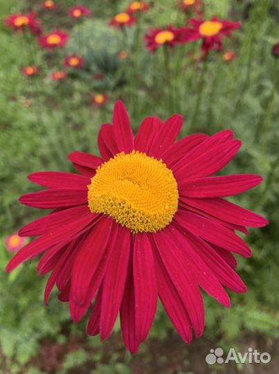 Цветы уличные