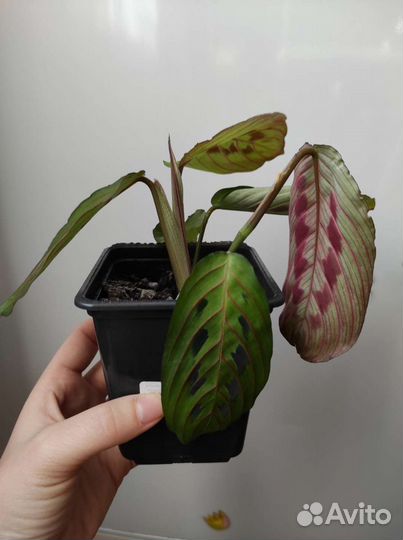 Маранта трехцветная