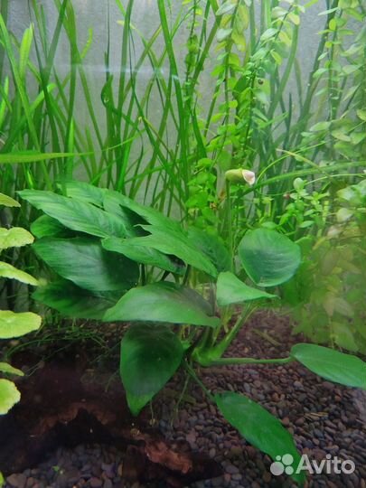 Профессиональная чистка аквариума