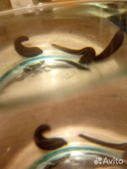 Пиявки медицинские