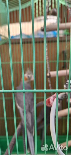 Попугай корелла птенец