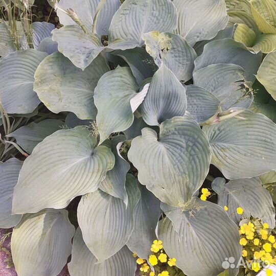 Рассада малины и клубники ремонтантной