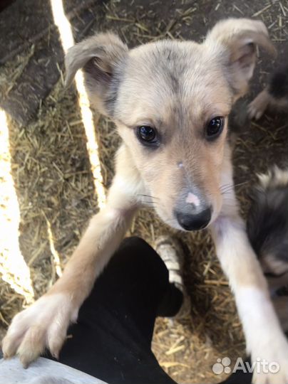 Отдадим щенков