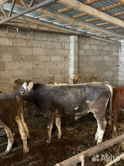 Бычки Герефорд Симентал Ангус Швиц