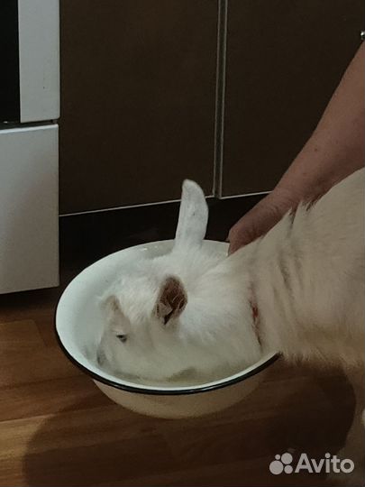 Продаётся козочка