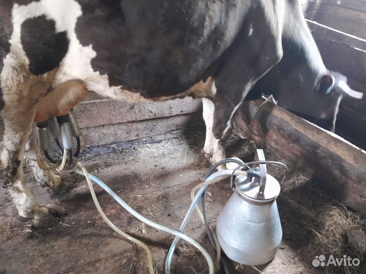 Доильный аппарат для коров аид 2