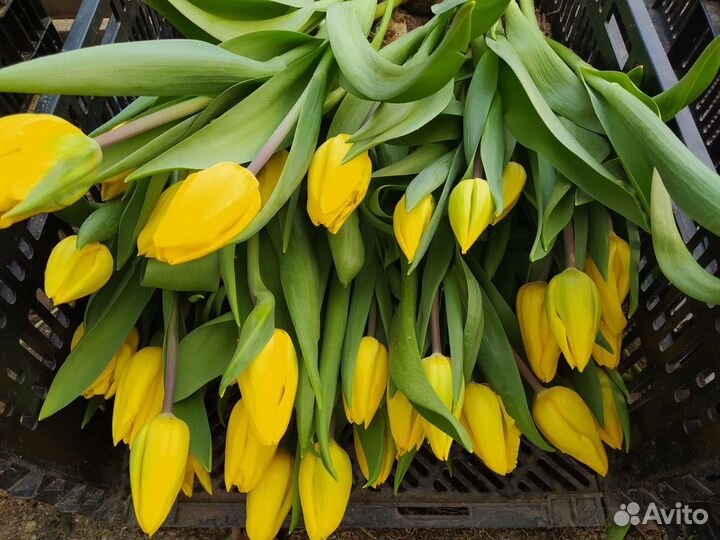 Тюльпаны к 8 марта