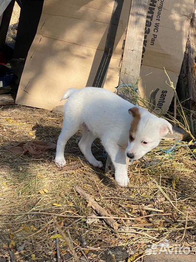 Собака в добрые руки щенок