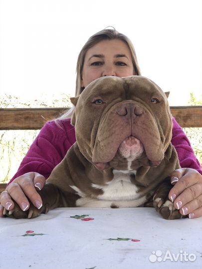 Американский булли вязка