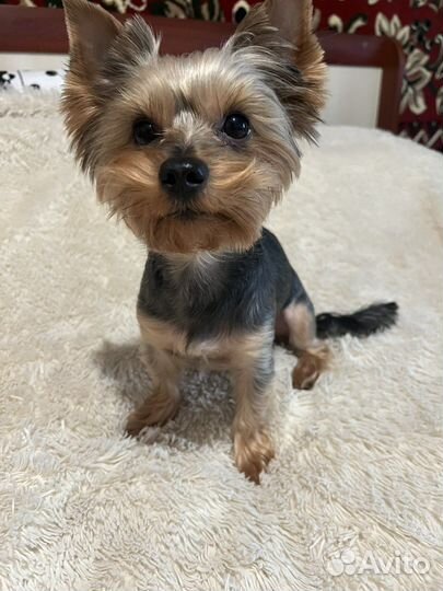 Йоркширский терьер вязка мальчик
