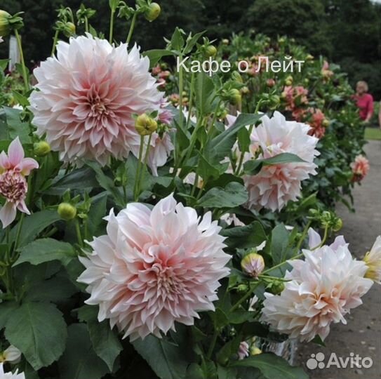 Георгины зеленые черенки