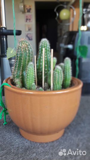 Кактусы Опунция и Эхинокактус