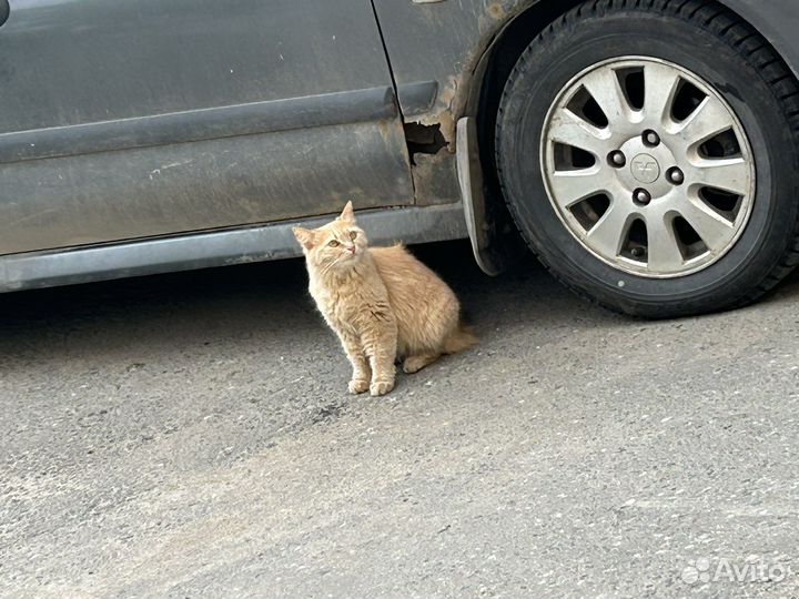 Котята и кошки
