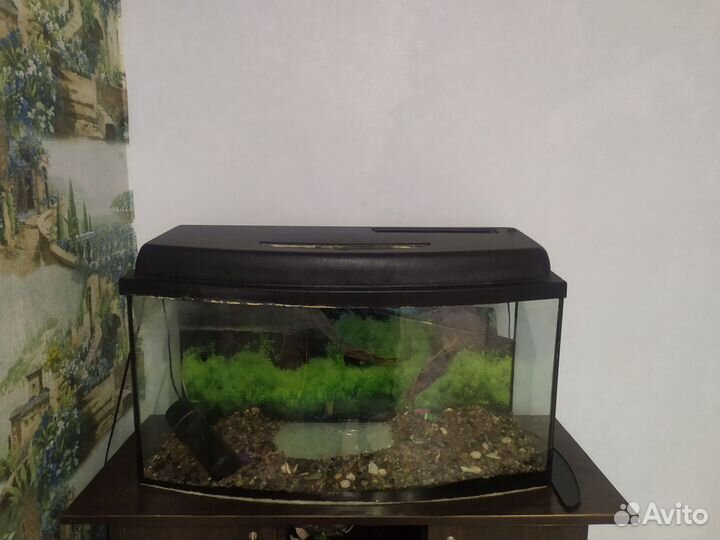 Аквариум