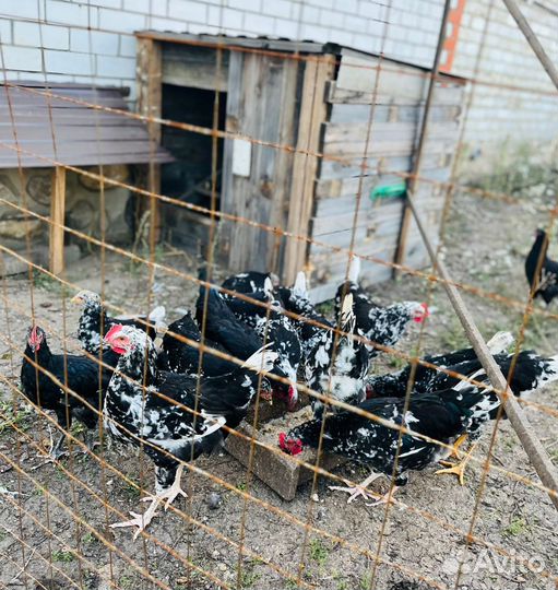 Черно-Пестрый Австролорп