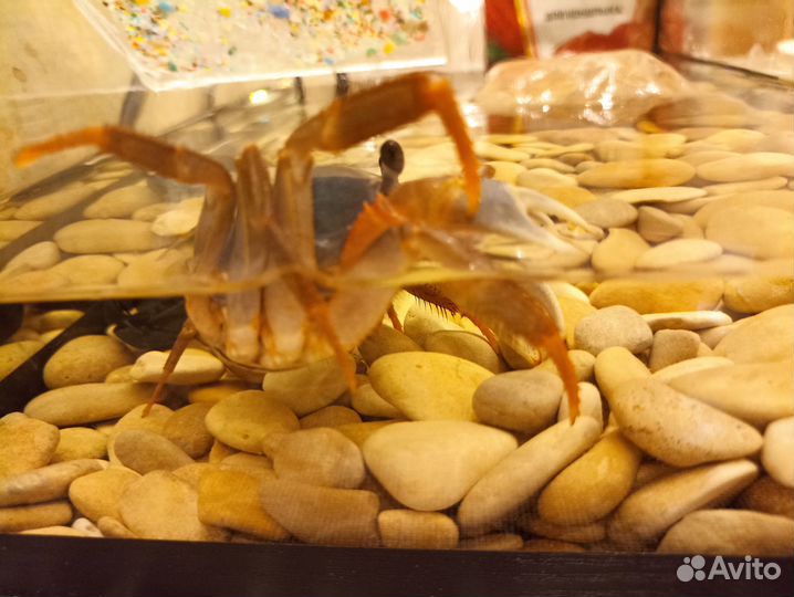 Радужный краб