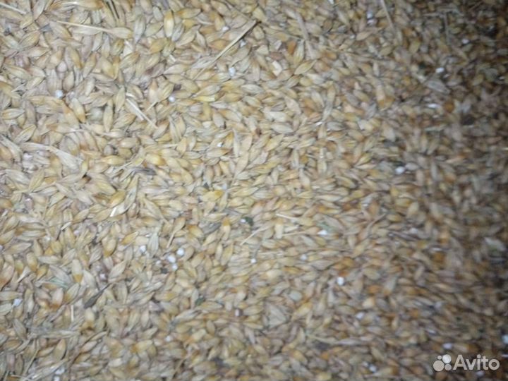 Зерно ячмень