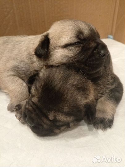 Метис французского бульдога