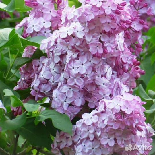 Сирень разные сорта