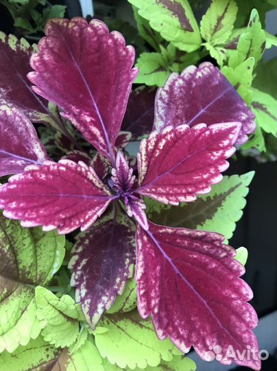 Колеусы на выбор