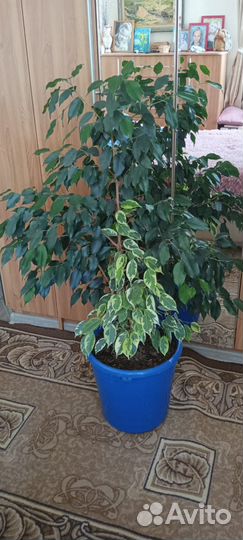 Интерьерный микс из фикусов