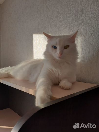 Красавец Тишка ищет дом