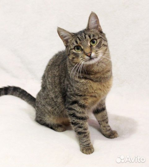 Милейшая кошечка Ума