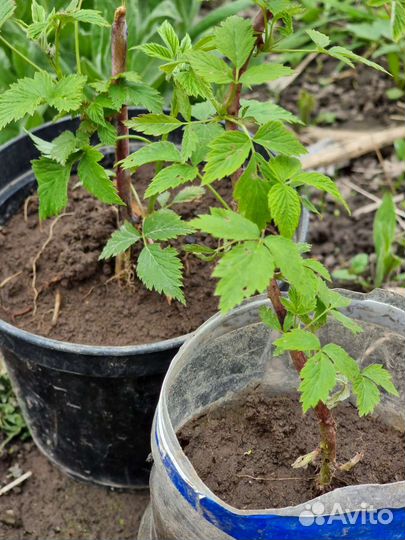 Малина блэк джэвел