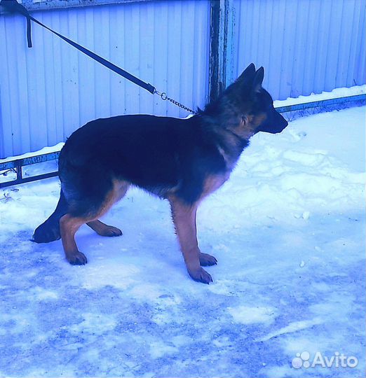 Немецкая овчарка