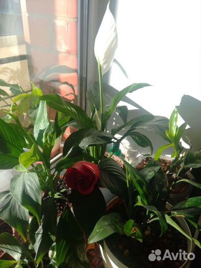 Спатифиллум Фиалки