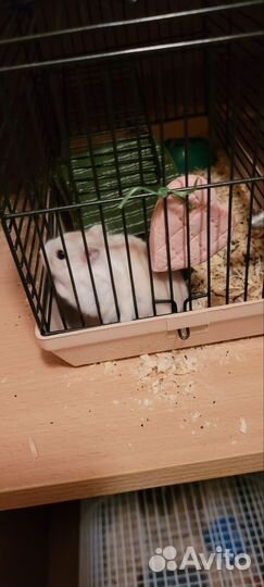 Джунгарский хомяк с клеткой