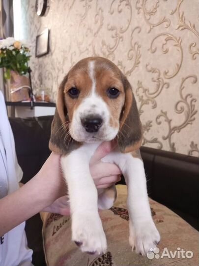 Щенки бигль