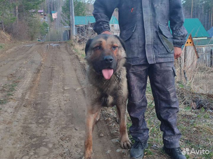 Собаки